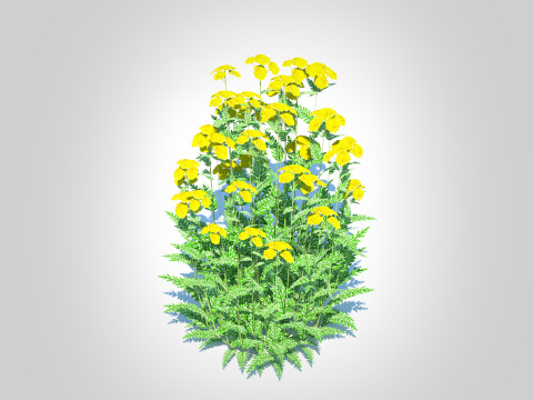 Achillea - yarrow yellow Model 3D