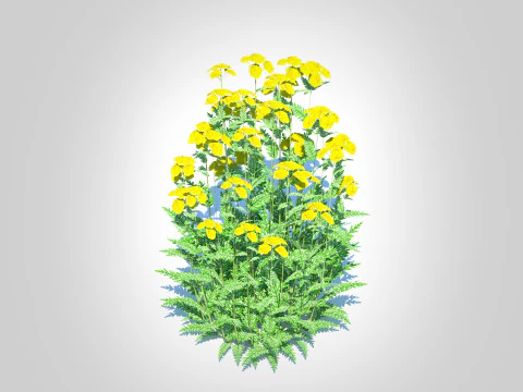 Achillea - yarrow yellow 3D Model