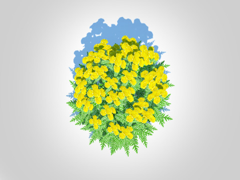 Achillea - yarrow yellow Model 3D