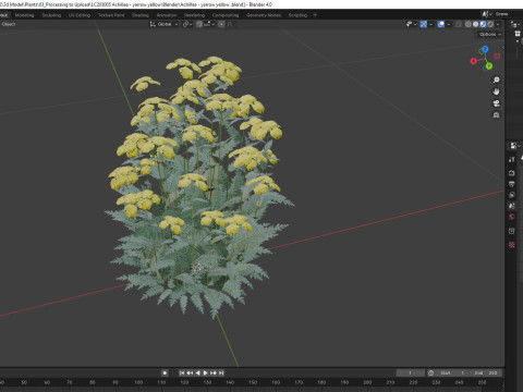 Achillea - yarrow yellow Model 3D