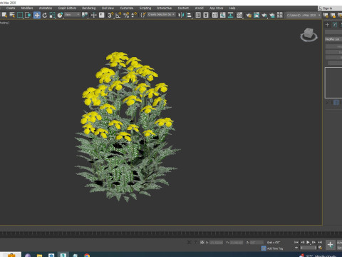 Achillea - yarrow yellow Model 3D