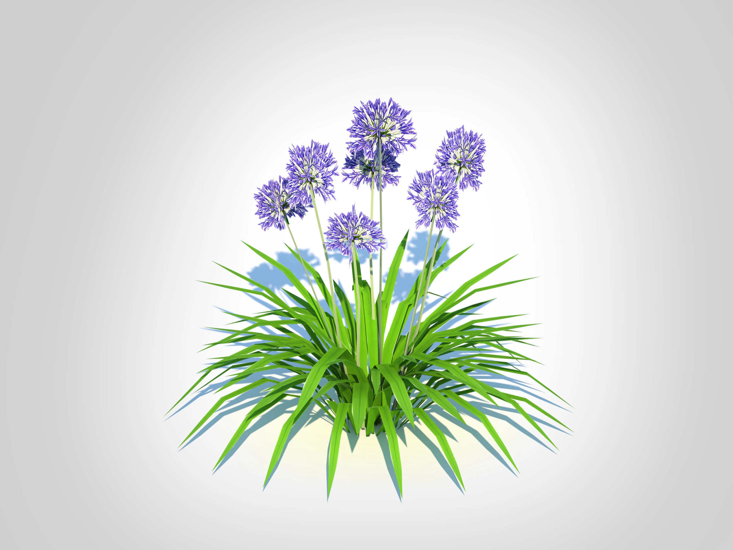 Agapanthus Africanus 3D Model .c4d .max .obj .3ds .fbx .stl .blend 