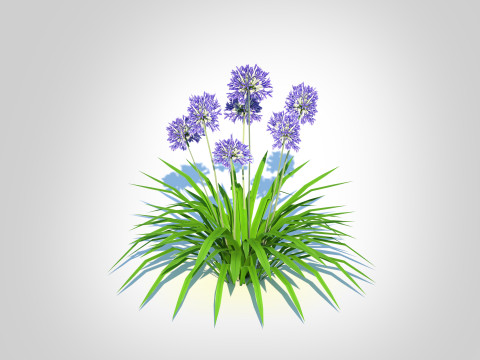Agapanthus Africanus 3D Model