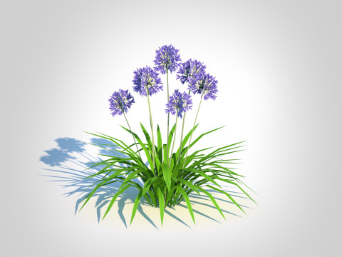 Agapanthus Africanus 3D Model