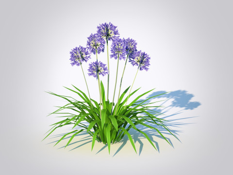 Agapanthus Africanus 3D Model