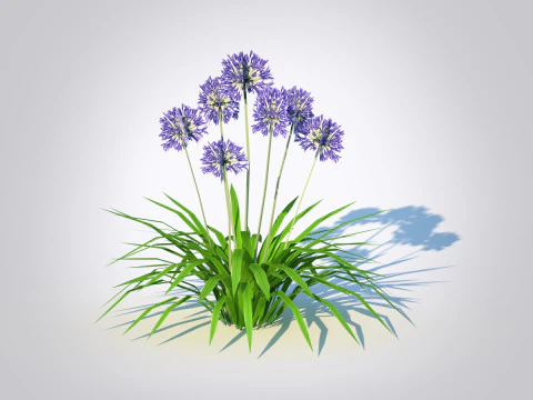 Agapanthus Africanus 3D Model