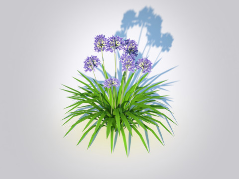 Agapanthus Africanus 3D Model
