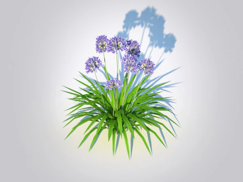 Agapanthus Africanus 3D Model