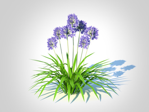 Agapanthus Africanus 3D Model