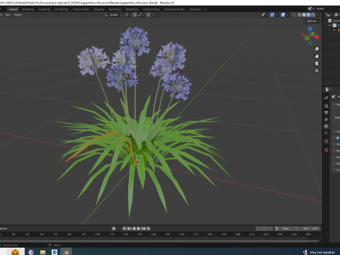 Agapanthus Africanus 3D Model