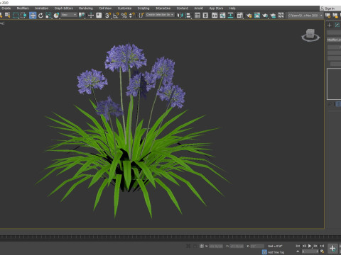 Agapanthus Africanus 3D Model