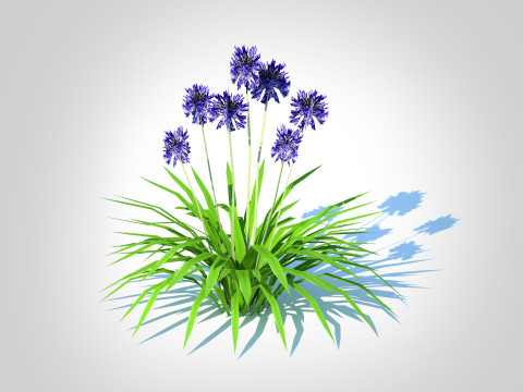 Agapanthus Africanus-dwarf-blue 3D Model