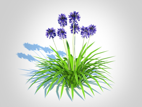 Agapanthus Africanus-dwarf-blue 3D 모델