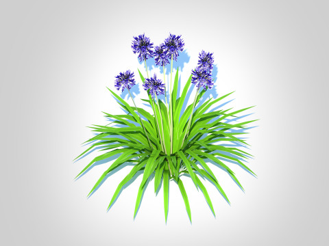 Agapanthus Africanus-dwarf-blue 3D 모델