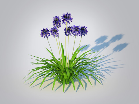 Agapanthus Africanus-dwarf-blue 3D 모델