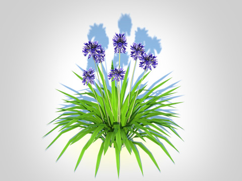 Agapanthus Africanus-dwarf-blue 3D 모델