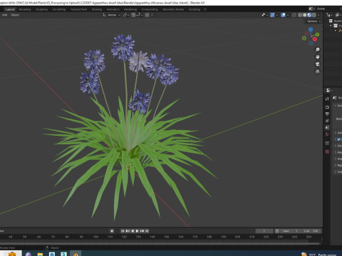 Agapanthus Africanus-dwarf-blue 3D 모델
