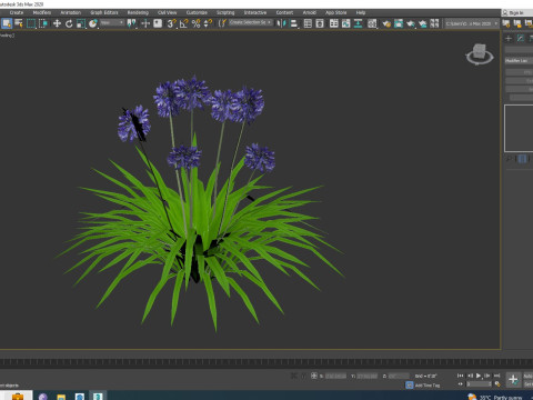 Agapanthus Africanus-dwarf-blue 3D 모델