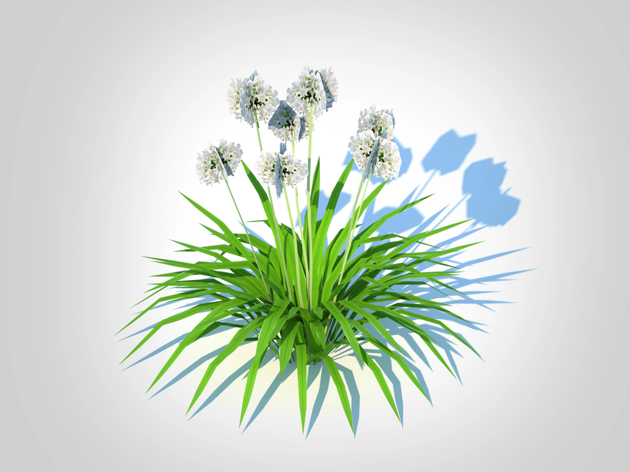 Agapanthus-dwarf-white 3D Model .c4d .max .obj .3ds .fbx .stl .blend 