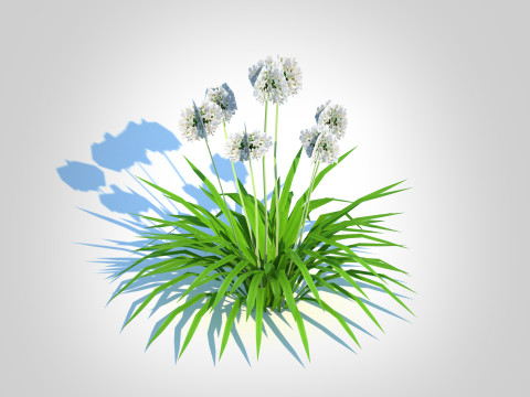 Agapanthus-dwarf-white 3D Model