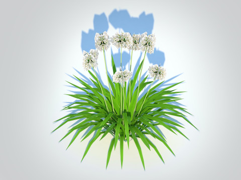 Agapanthus-dwarf-white 3D Model