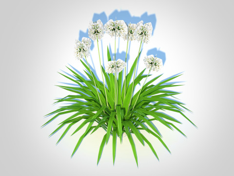 Agapanthus-dwarf-white 3D Model