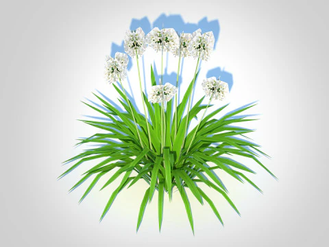 Agapanthus-dwarf-white 3D Model