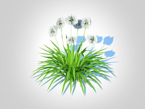 Agapanthus-dwarf-white 3D Model