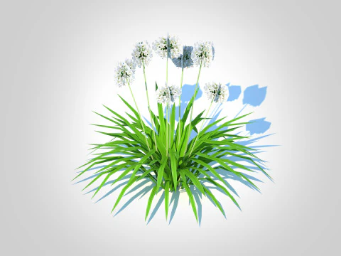 Agapanthus-dwarf-white 3D Model