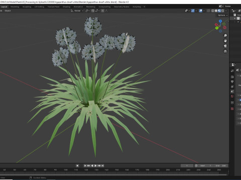 Agapanthus-dwarf-white 3D Model