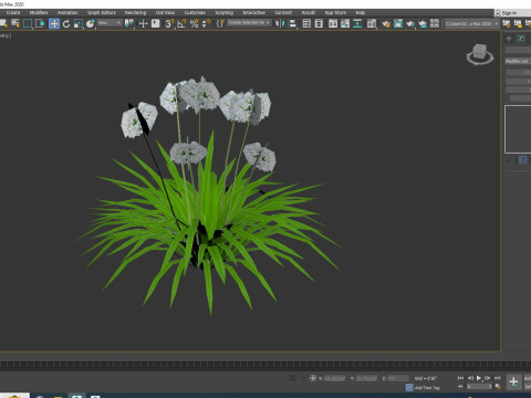 Agapanthus-dwarf-white 3D Model