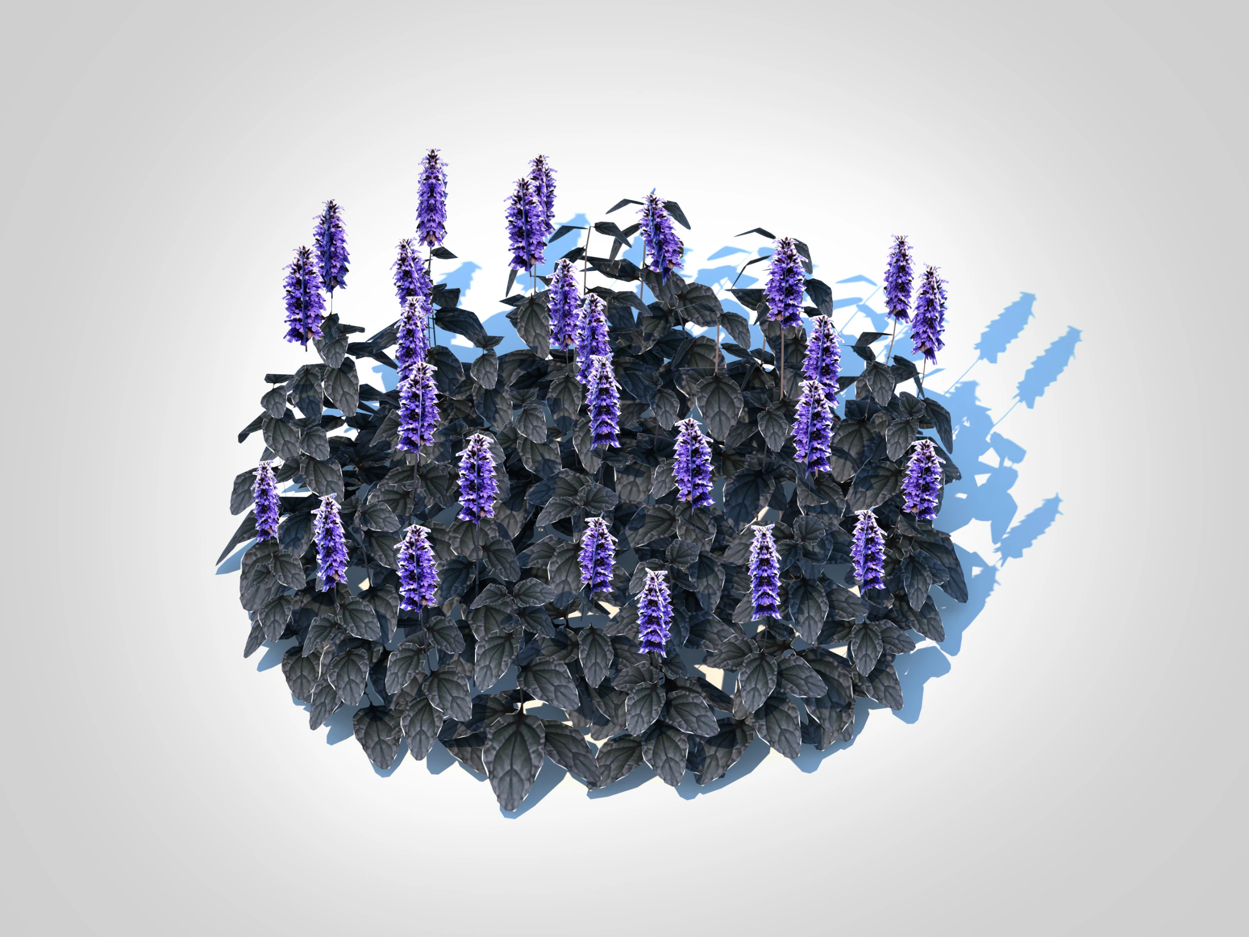 Ajuga Black Scallop - Bugleweed 3D Model .c4d .max .obj .3ds .fbx .stl .blend 