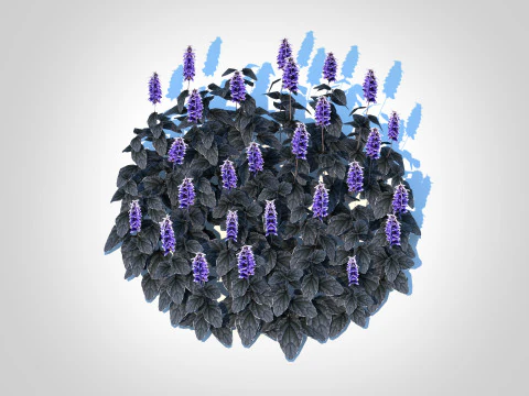 Ajuga Black Scallop - Bugleweed 3D Model