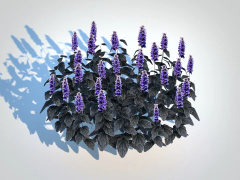 Ajuga Black Scallop - Bugleweed 3D Model