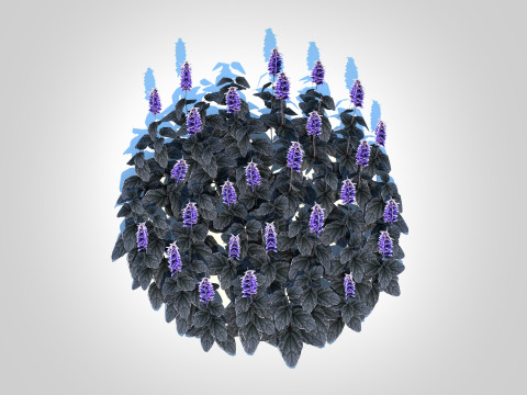 Ajuga Black Scallop - Bugleweed Model 3D