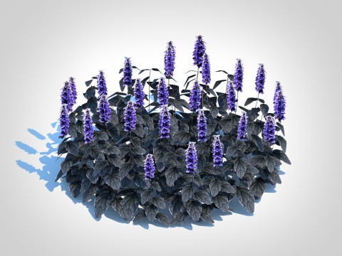 Ajuga Black Scallop - Bugleweed Model 3D