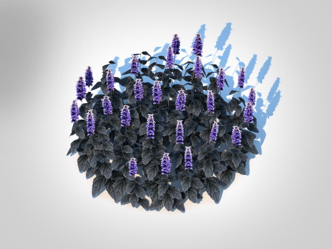 Ajuga Black Scallop - Bugleweed Model 3D