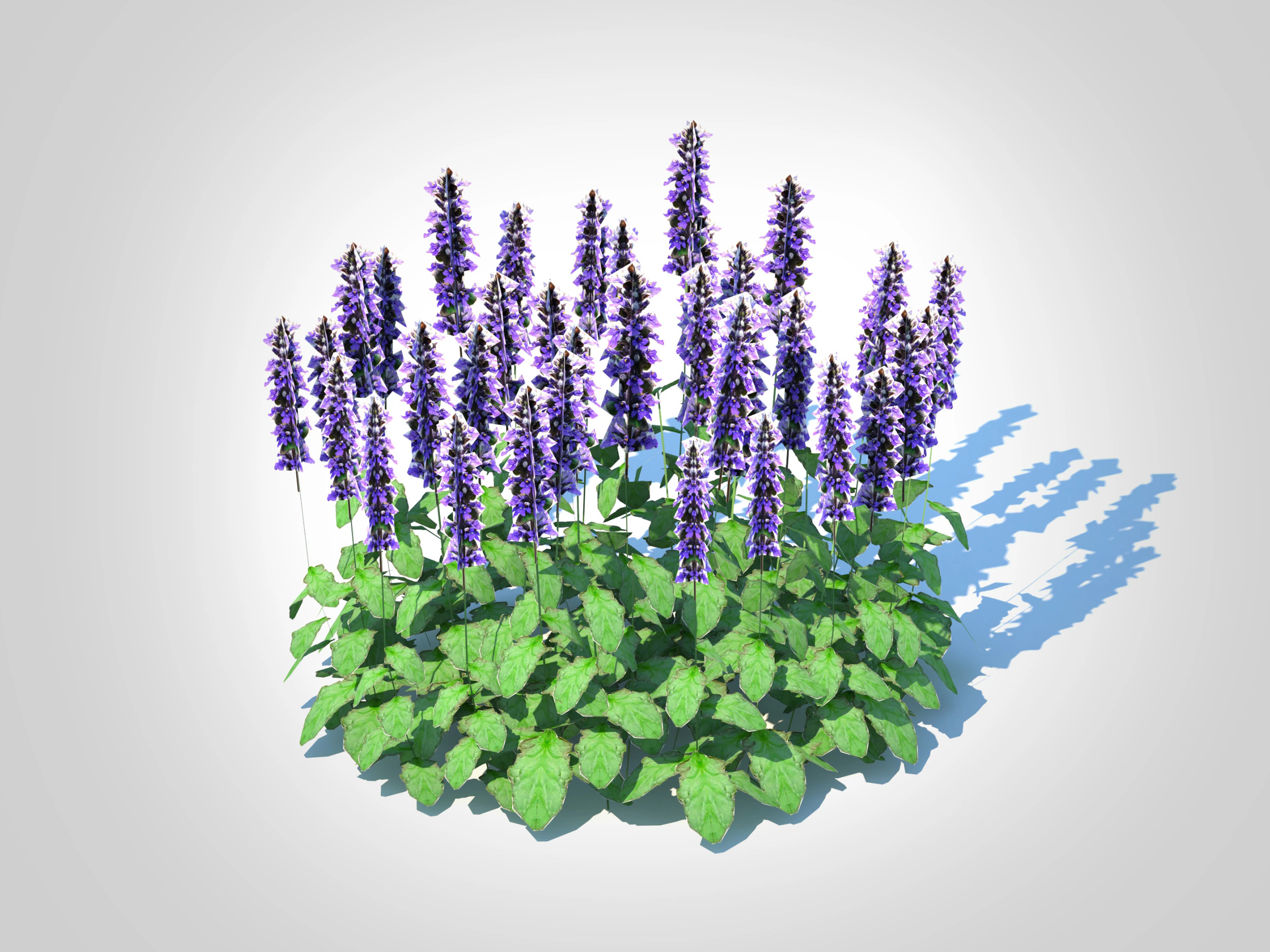 Ajuga Catlins Giant - Bugleweed 3D Model .c4d .max .obj .3ds .fbx .stl .blend 