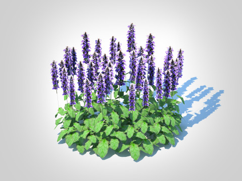 Ajuga Catlins Giant - Bugleweed 3D-Modell