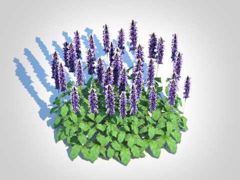 Ajuga Catlins Giant - Bugleweed Model 3D