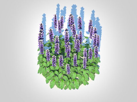 Ajuga Catlins Giant - Bugleweed Model 3D