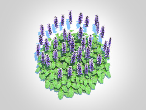 Ajuga Catlins Giant - Bugleweed Model 3D