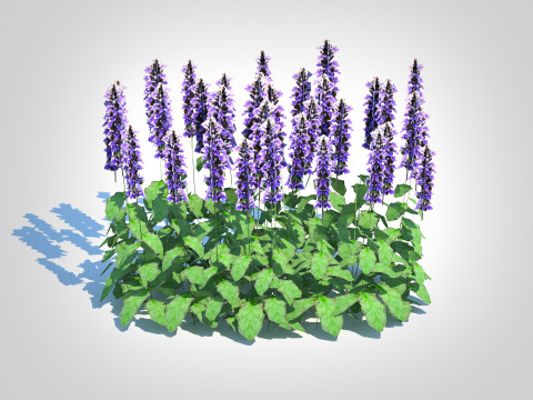 Ajuga Catlins Giant - Bugleweed Model 3D