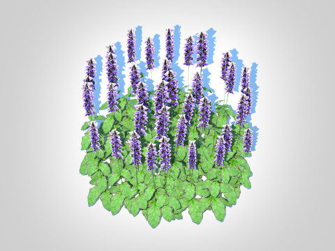 Ajuga Catlins Giant - Bugleweed Model 3D