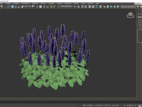 Ajuga Catlins Giant - Bugleweed Model 3D