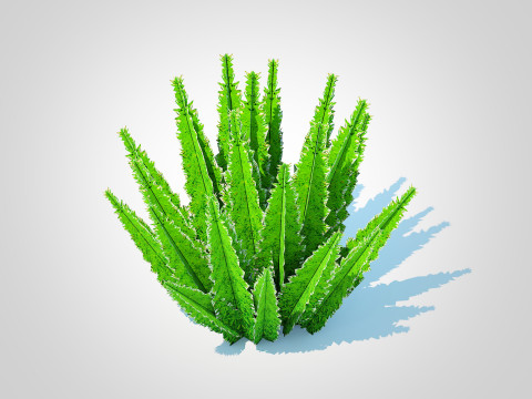 Asparagus densiflorus 3D Model