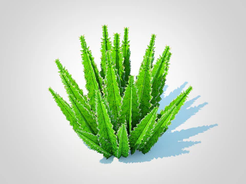 Densiflorus van asperges 3D Model