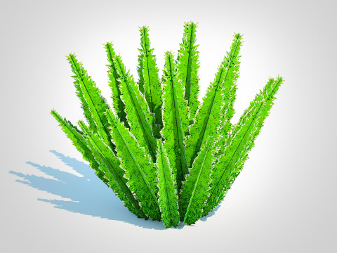 Asparagus densiflorus 3D 模型