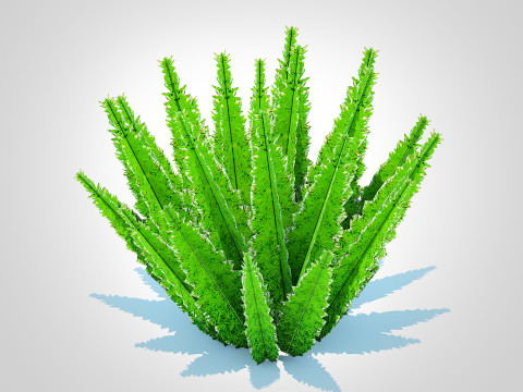 Asparagus densiflorus 3D 模型
