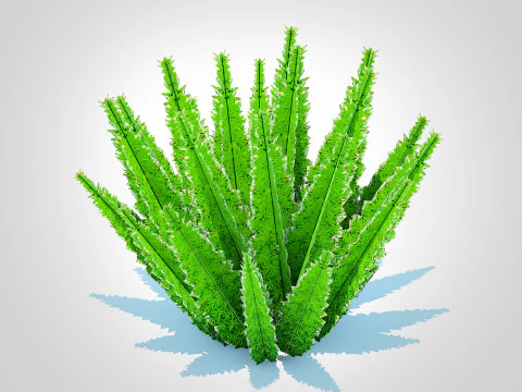 Asparagus densiflorus 3D Model